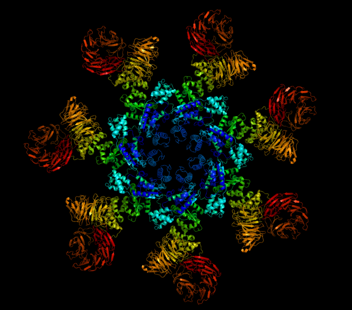 Jurcev proteine